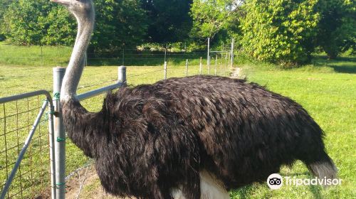 Jelita Ostrich Farm