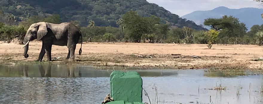 Kiboko safaris