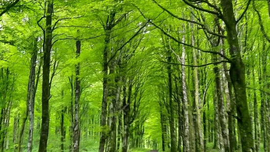 Mullaghmeen Forest