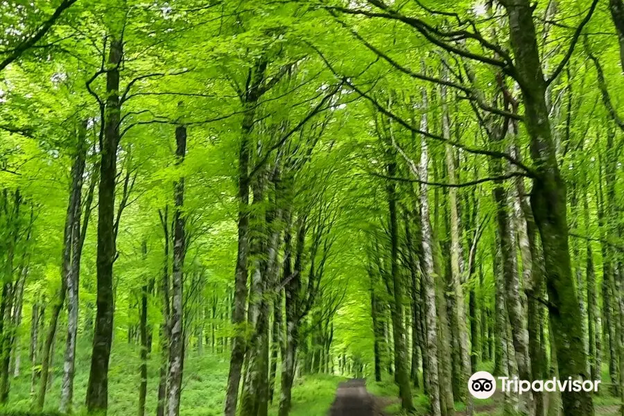 Mullaghmeen Forest