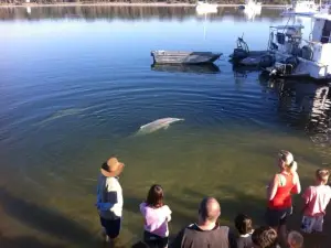 Barnacles Dolphin Centre