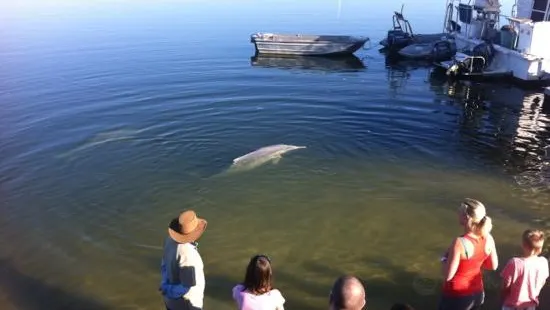 Barnacles Dolphin Centre