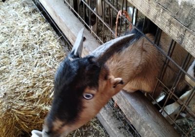 Barnyard Friends Peting Zoo