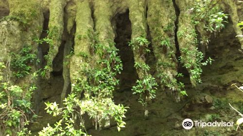 Rio Camuy Cave Park