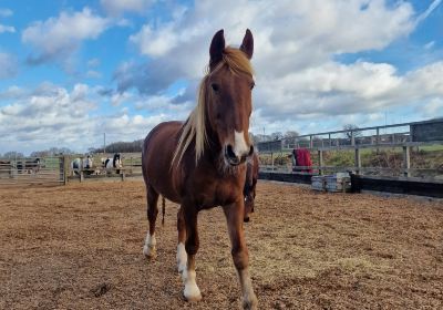 Redwings Horse Sanctuary - Ada Cole