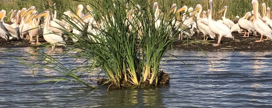 Chamo Lake