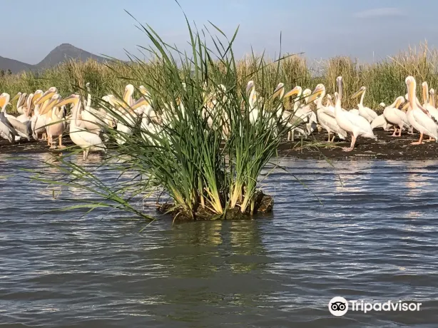 Chamo Lake