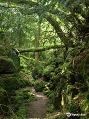 Puzzlewood