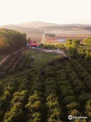 Labonté de la Pomme