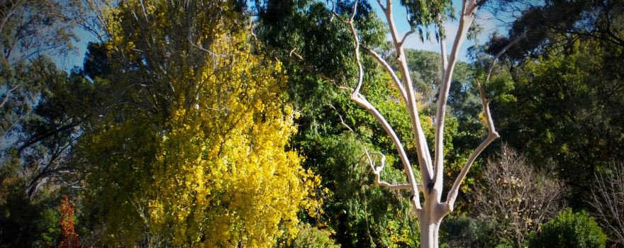 Bendigo Botanic Gardens