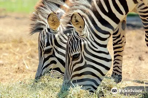 Plumpton Park Zoo