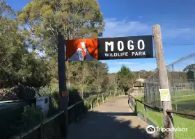 Mogo Zoo