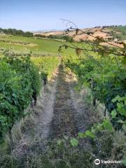 Azienda Agricola Mario Lucchetti