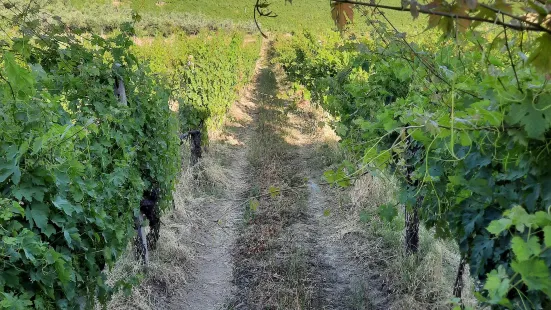 Azienda Agricola Mario Lucchetti