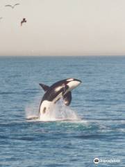 Chris' Fishing and Whale Watching