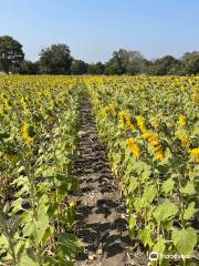 Khao Jeen Lae Sunflower Field