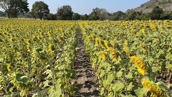 Khao Jeen Lae Sunflower Field