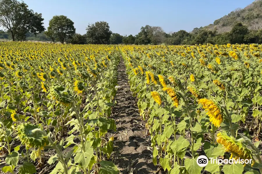 Khao Jeen Lae Sunflower Field