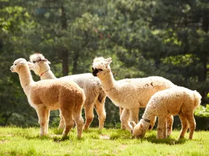 Alpaca World