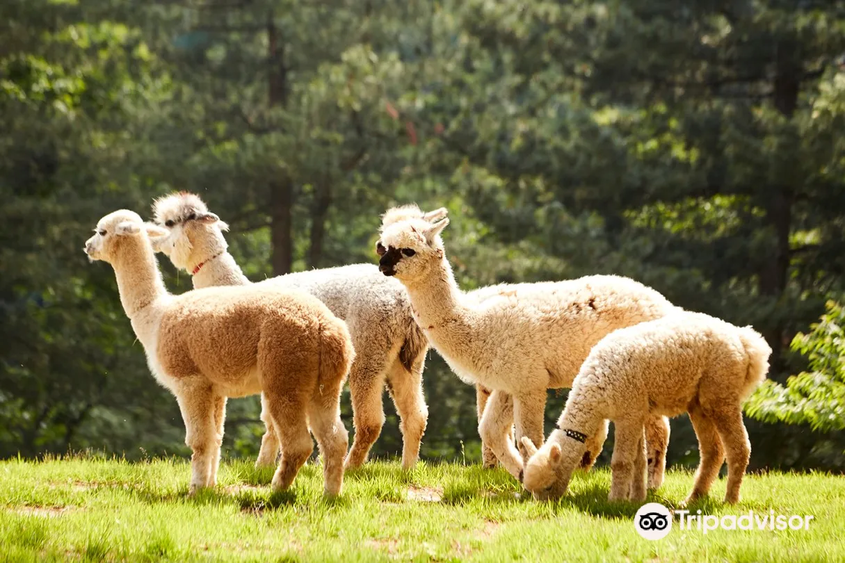 3_Alpaca World
