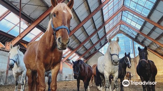 Killarney Riding Stables
