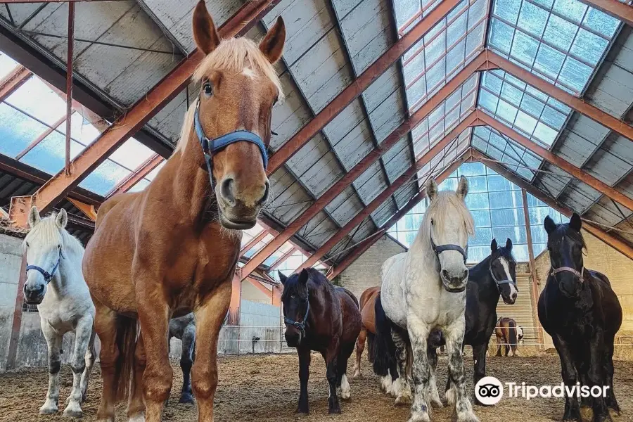 Killarney Riding Stables