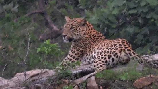 Ranakpur Jungle Safari