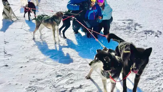 Alpine Adventures Dogsledding