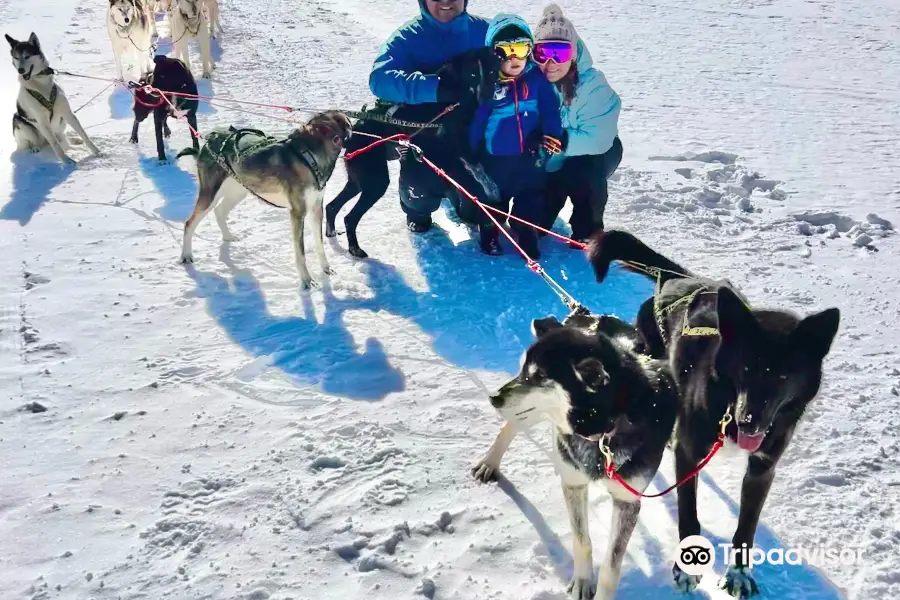 Alpine Adventures Dogsledding