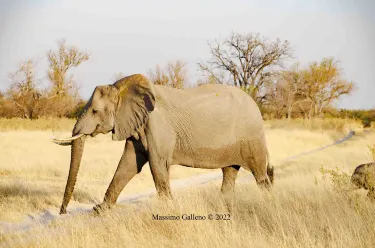 チョベ国立公園