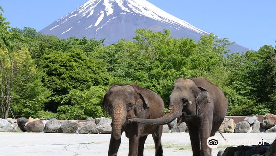 Fuji Safari Park