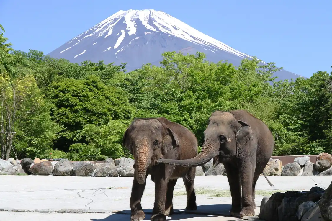 Hotels near Fuji Safari Park