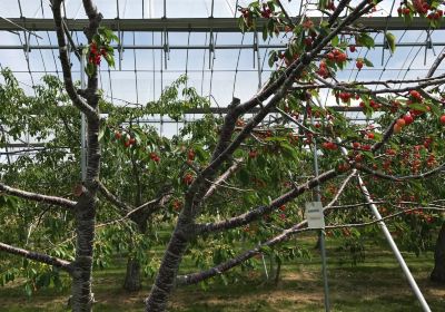 Yokoyama Fruit Farm