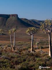 Quiver Tree Forest