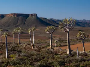 Quiver Tree Forest