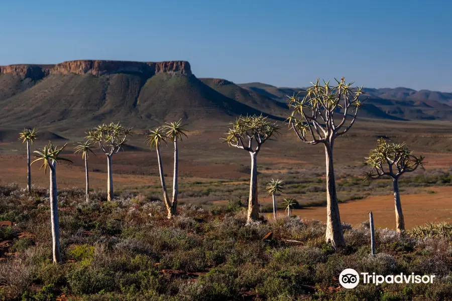 Quiver Tree Forest