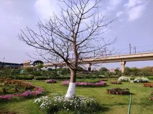 Botanic Garden of Indian Republic