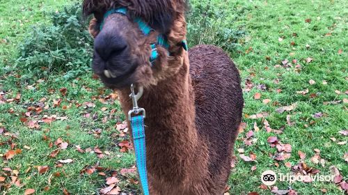 Pine Tree Alpacas