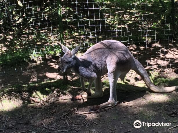The Outback Kangaroo Farm