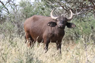 Bo-Karoo