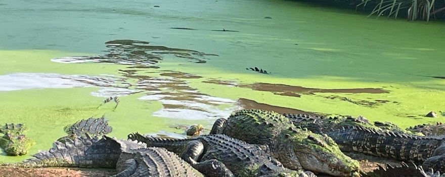 Malcolm Douglas Crocodile Park