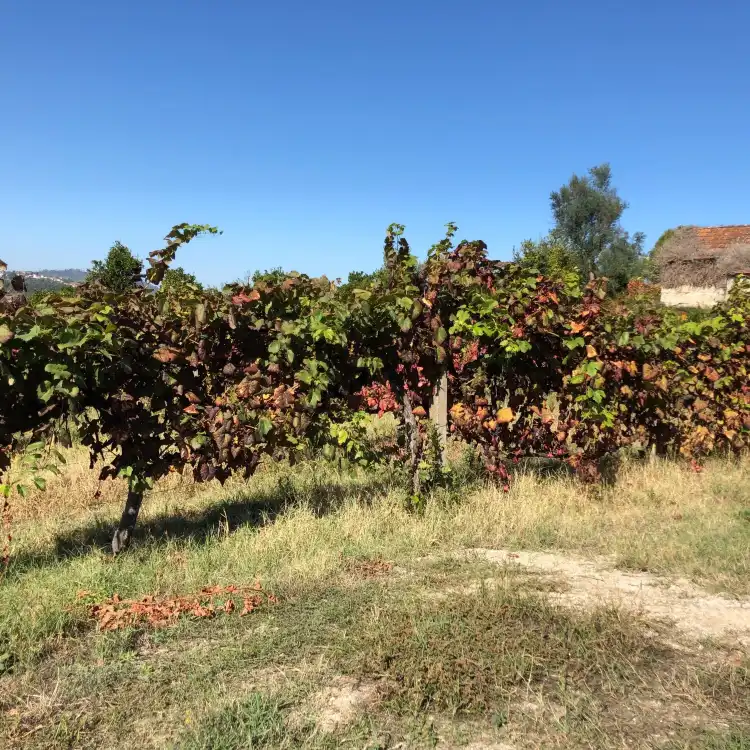 Hotels in Salvador do Monte