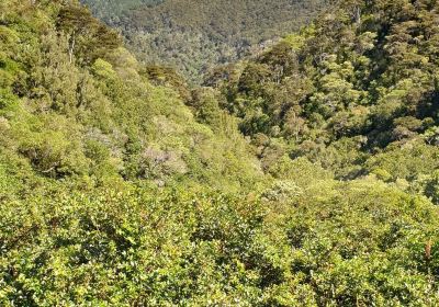 The Brook Waimarama Sanctuary