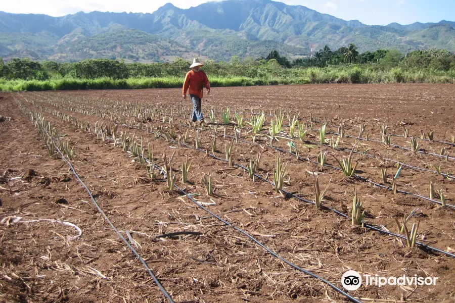 Kahuku Farms