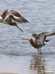 Calidris Birdsafaries