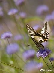 Butterflies at the Vliet