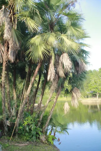 Couva