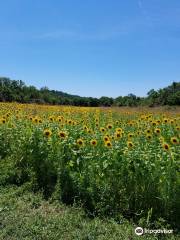 Forks of the River Wildlife Management Area