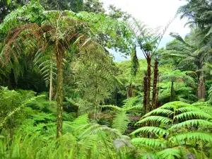 キンディオ植物園