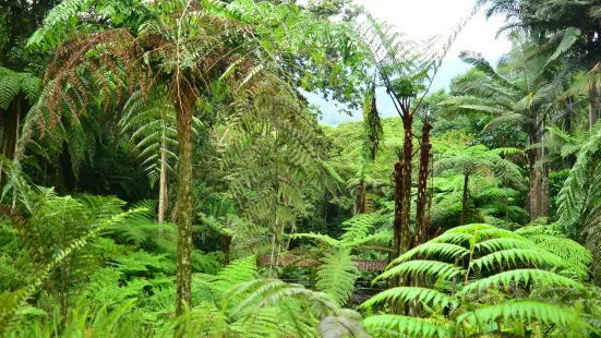 キンディオ植物園